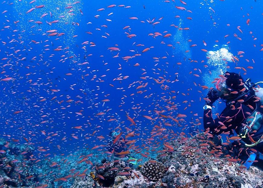 äœéšãã€ãã³ã°ïŒïŒããŒããã€ãïŒããŒã«ããã¢ãŒã·ã§ã³ïŒMA01ïŒ