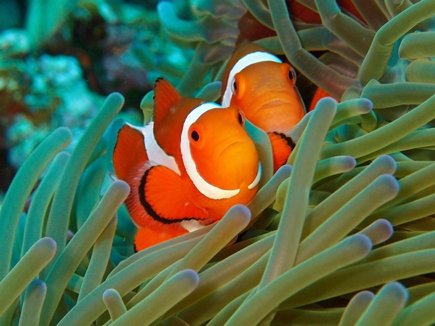 äœéšãã€ãã³ã°ïŒïŒããŒããã€ãïŒããŒã«ããã¢ãŒã·ã§ã³ïŒMA01ïŒ