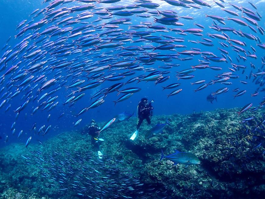 宮古島リフレッシュ・ダイビング（２ボート器材込み：マンツーマンダイブ）マールプロモーション（MA02）