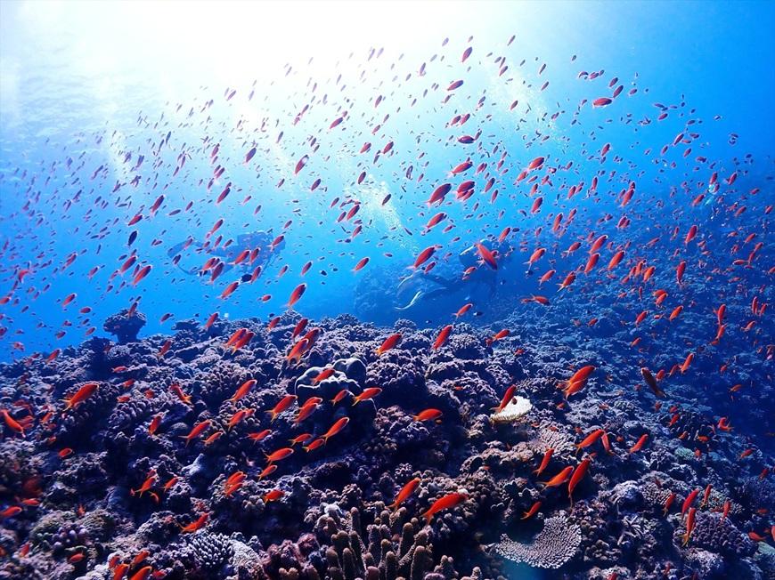 宮古島リフレッシュ・ダイビング（２ボート器材込み：マンツーマンダイブ）マールプロモーション（MA02）