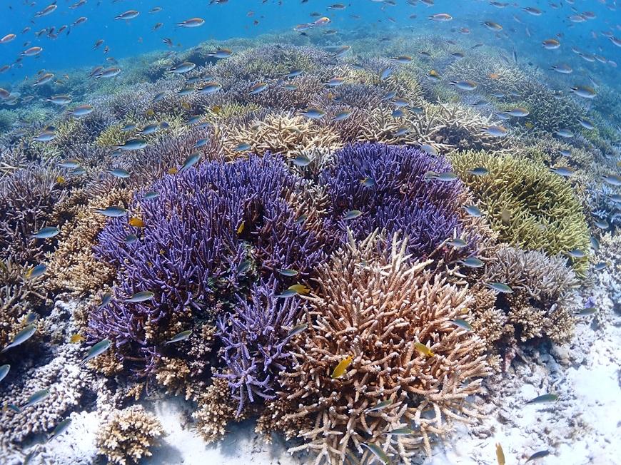 宮古島リフレッシュ・ダイビング（２ボート器材込み：マンツーマンダイブ）マールプロモーション（MA02）