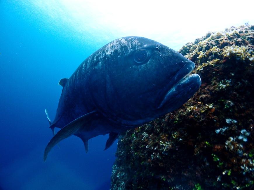 宮古島リフレッシュ・ダイビング（２ボート器材込み：マンツーマンダイブ）マールプロモーション（MA02）