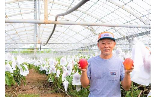 【2026年夏発送】＜贈答用＞インカジ・トゥ・パリ マンゴー 完熟マンゴー 約1kg（2玉～3玉)＜潮風の里＞(HA002)