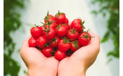 宮古島産 トマト 【プチぷよ】 約800g　糖度平均12度（PN02）