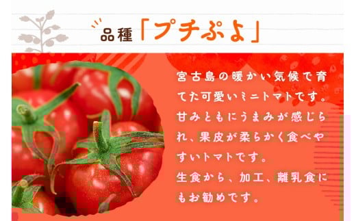 宮古島産 トマト 【プチぷよ】 約800g　糖度平均12度（PN02）