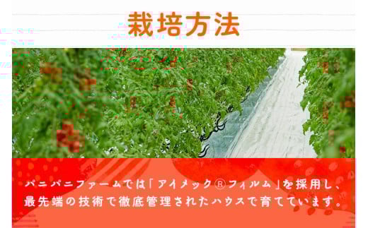 宮古島産 トマト 【プチぷよ】 約800g　糖度平均12度（PN02）