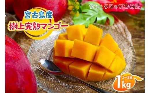 ïŒ2026幎å€çºéïŒ å®®å€å³¶ç£æš¹äžå®çãã³ãŽãŒ1kgïŒ2ã3çïŒã°ããã¯ãããå®®å€å³¶ïŒSG001ïŒ