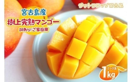 ＜2026年夏発送＞ 宮古島産樹上完熟マンゴー（訳あり/ご家庭用）1kg（2〜3玉）グットクロップ宮古島（SG004）