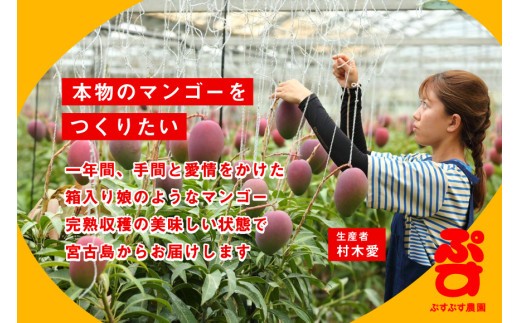 ãã·ãã·ã蟲åãïŒ2026幎çºéå
è¡äºçŽïŒå®®å€å³¶ç£å®çãã³ãŽãŒãã¬ãã¢ã ïŒèŽççšïŒ2ããïŒèŸ²åçŽéïŒ(KY004)