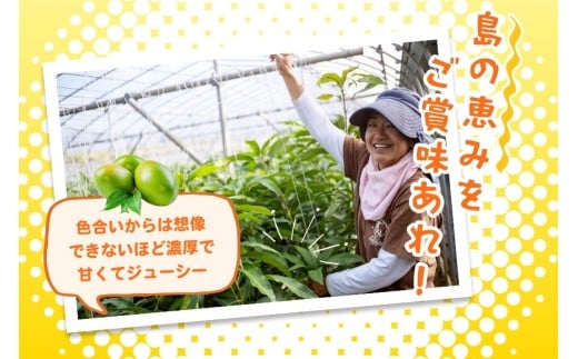 ãå
è¡äºçŽ 2026幎çºéãå®®å€å³¶ç£ åžå° ããŒããã³ãŽãŒ2kgã(æ ª)ãã©ã¢ã³ã(JH014)