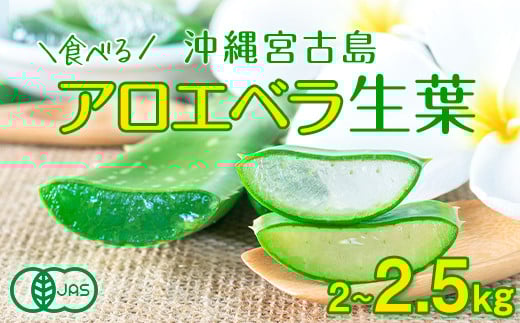 アロエベラ 食用 大きな生葉（2枚〜3枚） 沖縄・宮古島産｜有機JAS
