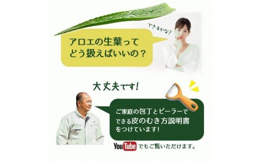 アロエベラ 食用 大きな生葉（2枚〜3枚） 沖縄・宮古島産｜有機JAS
