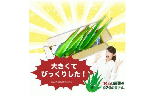 アロエベラ 食用 大きな生葉 1枚 沖縄・宮古島産｜有機JAS