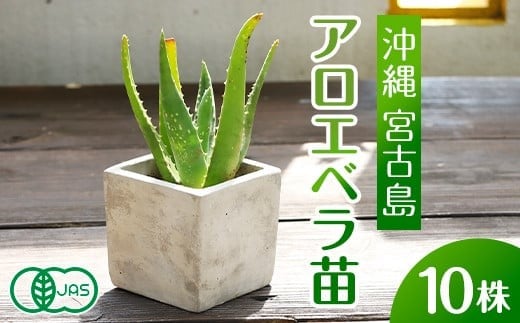 アロエベラ 苗 10株 沖縄・宮古島産｜有機JAS 観葉植物
