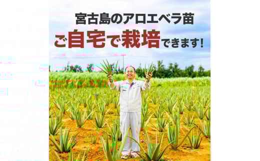 繧「繝ュ繧ィ繝吶Λ 闍 2譬ェ 豐也ク繝サ螳ョ蜿、蟲カ逕」ス懈怏讖櫟AS 隕ウ闡画、咲黄