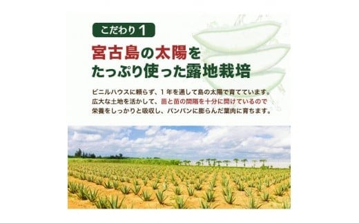 アロエベラ 苗 2株 沖縄・宮古島産｜有機JAS 観葉植物