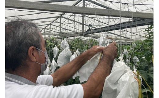 【先行受付】＜2026年発送＞いらぶ島マンゴー園　宮古島産“キーツマンゴー”《家庭用》大玉1玉　900g以上（HR08）