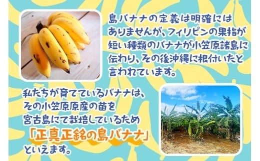 å®®å€å³¶ç£ããã1kgãïŒæ ªïŒãã©ã¢ã³ãïŒJH007ïŒ