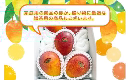 JH002ãå
è¡äºçŽ 2026幎çºéãå®®å€å³¶ç£ãã³ãŽãŒïŒïœïœã(æ ª)ãã©ã¢ã³ã