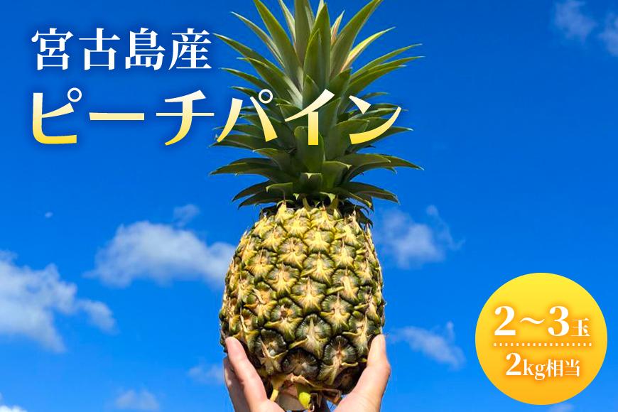 《先行予約2026年発送》宮古島産ピーチパイン２〜３玉（２kg相当）【KONAパイン】｜無農薬 ピーチパイン フルーツ パイナップル パインアップル 果物 人気 おすすめ 宮古島 沖縄 送料無料(HL001)
