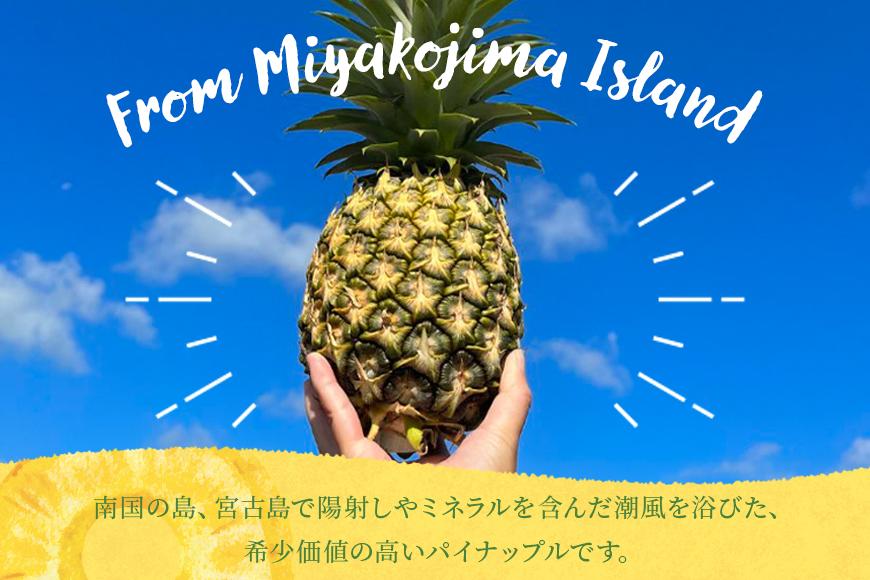 《先行予約2026年発送》宮古島産ピーチパイン２～３玉（２kg相当）【KONAパイン】｜無農薬 ピーチパイン フルーツ パイナップル パインアップル 果物 人気 おすすめ 宮古島 沖縄 送料無料(HL001)｜沖縄 宮古島  おすすめ  母の日 ギフト