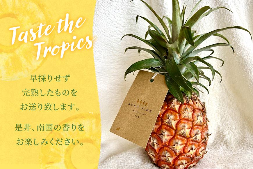 《先行予約2026年発送》宮古島産ピーチパイン２～３玉（２kg相当）【KONAパイン】｜無農薬 ピーチパイン フルーツ パイナップル パインアップル 果物 人気 おすすめ 宮古島 沖縄 送料無料(HL001)｜沖縄 宮古島  おすすめ  母の日 ギフト