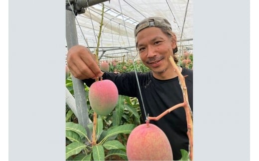 ã2026幎å
è¡äºçŽããæª¬æå®¶ããå®æäŸ¿ããã³ãŽãŒå¥œãå¿
èŠïŒæåŒ·ã³ã³ãé£ã¹æ¯ã¹ãã¢ãŒãŠã£ã³ïŒå€å°çŽ
ãïŒHZ002ïŒ