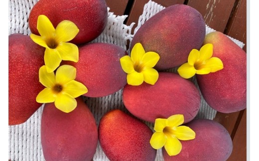 ã2026幎å
è¡äºçŽããæª¬æå®¶ããå®æäŸ¿ããã³ãŽãŒå¥œãå¿
èŠïŒæåŒ·ã³ã³ãé£ã¹æ¯ã¹ãã¢ãŒãŠã£ã³ïŒå€å°çŽ
ãïŒHZ002ïŒ