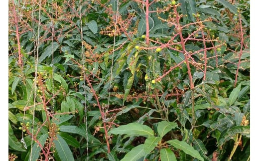 ãå
è¡åä»ãïŒ2026幎çºéïŒããã¶å³¶ãã³ãŽãŒåãå®®å€å³¶ç£ âããŒããã³ãŽãŒâãèŽççšã倧ç1çïŒHR06ïŒ