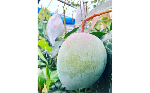 ãå
è¡åä»ãïŒ2026幎çºéïŒããã¶å³¶ãã³ãŽãŒåãå®®å€å³¶ç£ âããŒããã³ãŽãŒâãèŽççšã倧ç1çïŒHR06ïŒ