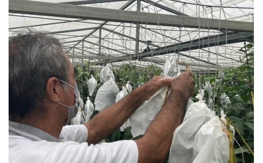 ãå
è¡åä»ãïŒ2026幎çºéïŒããã¶å³¶ãã³ãŽãŒåãå®®å€å³¶ç£âå®çã¢ãŒãŠã£ã³ãã³ãŽãŒâãå®¶åºçšã2kgïŒHR05ïŒ