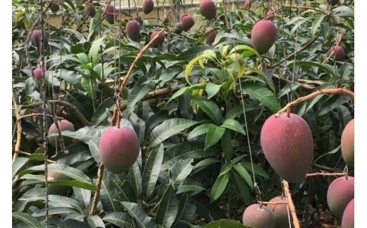 ãå
è¡åä»ãïŒ2026幎çºéïŒããã¶å³¶ãã³ãŽãŒåãå®®å€å³¶ç£âå®çã¢ãŒãŠã£ã³ãã³ãŽãŒâãå®¶åºçšã2kgïŒHR05ïŒ