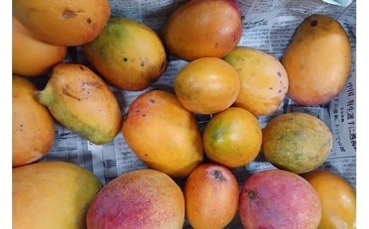 【先行予約】＜2026年発送＞いらぶ島マンゴー園　宮古島産“ピンポンマンゴー”家庭用 / 訳アリ(1kg）（HR02）