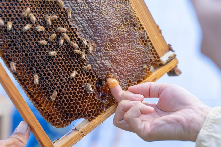 【早期受付】2026年発送『宮古島産はちみつ』（500g）（HJ005）