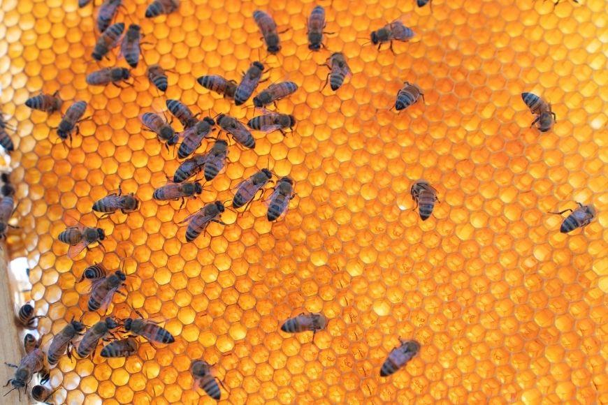 【早期受付】2026年発送『宮古島産はちみつ』（500g）（HJ005）