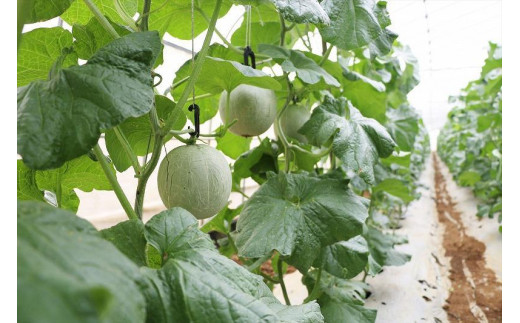 【琉球マルシェ】毎年大好評！沖縄県宮古島産　冬メロン　１玉（大）1.5kg以上　贈答用　冬のギフト