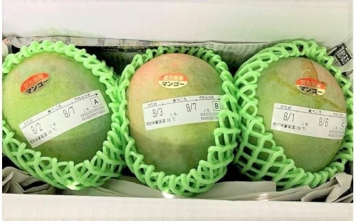 《先行予約 2026年発送》『天使のマンゴー』宮古島産キーツマンゴー《LA MANGUE BLEUE》【ご自宅用】農家直送 1.6kg以上（2個入り）（GZ007）