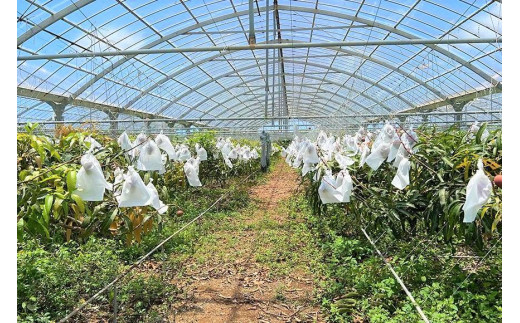 【2026年夏発送】＜贈答用＞インカジ・トゥ・パリ マンゴー 完熟マンゴー 約２kg（5玉～6玉)＜潮風の里＞(HA001)