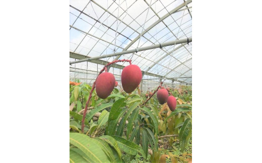 【2026年夏発送】＜贈答用＞インカジ・トゥ・パリ マンゴー 完熟マンゴー 約２kg（5玉～6玉)＜潮風の里＞(HA001)