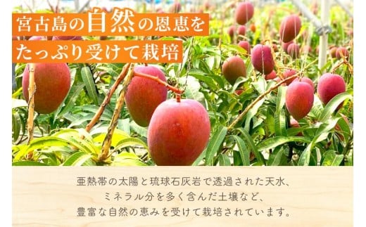 ãå
è¡äºçŽ2026幎çºéãã倩䜿ã®ãã³ãŽãŒãå®®å€å³¶ç£ã¢ãŒãŠã£ã³ãã³ãŽãŒ 2kgïŒ4ã6çïŒããèŽççšããLA MANGUE BLEUEã蟲家çŽéïŒGZ006ïŒ