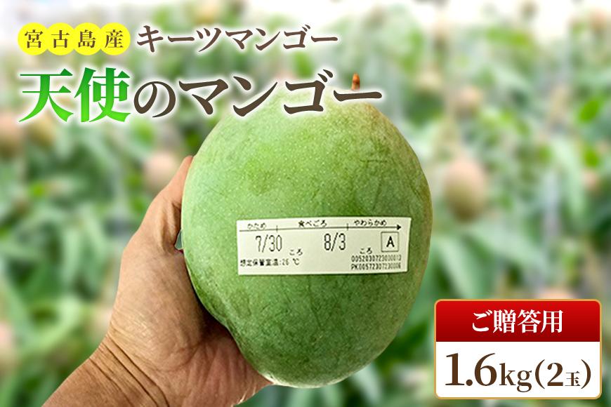《先行予約 2026年発送》『天使のマンゴー』宮古島産キーツマンゴー  1.6kg （2玉）【ご贈答用】「LA MANGUE BLEUE」農家直送（GZ004）