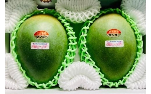《先行予約 2026年発送》『天使のマンゴー』宮古島産キーツマンゴー  1.6kg （2玉）【ご贈答用】「LA MANGUE BLEUE」農家直送（GZ004）
