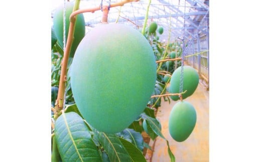 ãå
è¡äºçŽ 2026幎çºéãã倩䜿ã®ãã³ãŽãŒãå®®å€å³¶ç£ããŒããã³ãŽãŒ 1.6kg ïŒ2çïŒããèŽççšããLA MANGUE BLEUEã蟲家çŽéïŒGZ004ïŒ