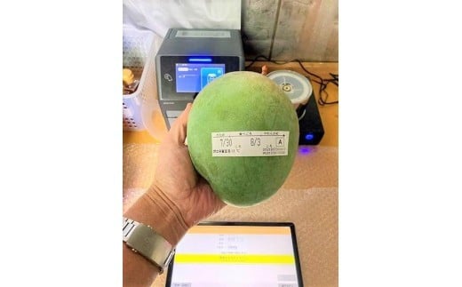 ãå
è¡äºçŽ 2026幎çºéãã倩䜿ã®ãã³ãŽãŒãå®®å€å³¶ç£ããŒããã³ãŽãŒ 1.6kg ïŒ2çïŒããèŽççšããLA MANGUE BLEUEã蟲家çŽéïŒGZ004ïŒ