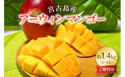 《先行予約 2026年発送》『天使のマンゴー』宮古島産アーウィンマンゴー 約1.4kg （3玉〜4玉）【ご贈答用】「LA MANGUE BLEUE」農家直送（GZ001）
