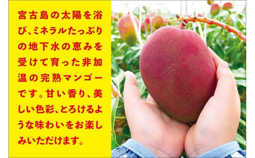 宮古島すがわら農園　完熟マンゴー2kg（3～6玉）（FR007）