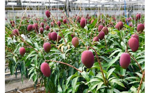 【宮古島産マンゴー】ご家庭用 2kg（4-6玉）マンゴーファーム宮古島（FQ012）