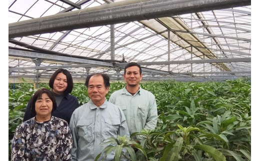 【宮古島産マンゴー】ご家庭用 1kg（2-3玉）マンゴーファーム宮古島（FQ011）