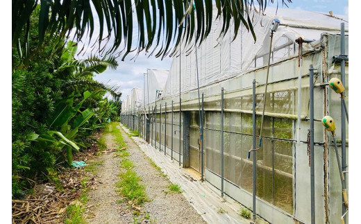 【宮古島産マンゴー】ご家庭用 1kg（2-3玉）マンゴーファーム宮古島（FQ011）