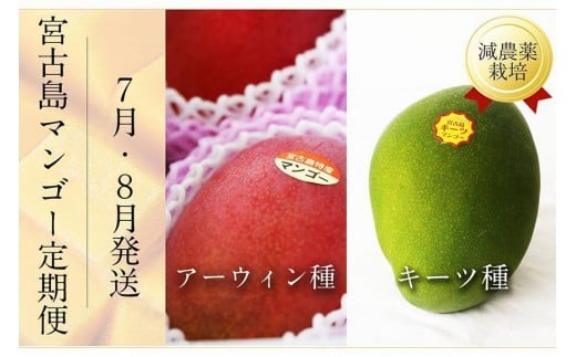 《先行予約》宮古島産 マンゴーセット｜アーウィン＆キーツ｜フルーツ定期便 全2回＜琉球マルシェ＞